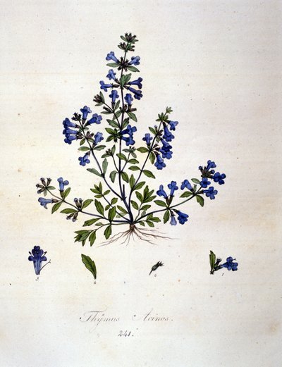 Thyme. 19th century engraving by Unknown artist