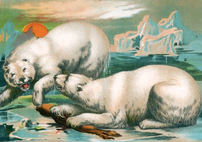 Two Polar Bears Fighting over Seal by Unknown artist