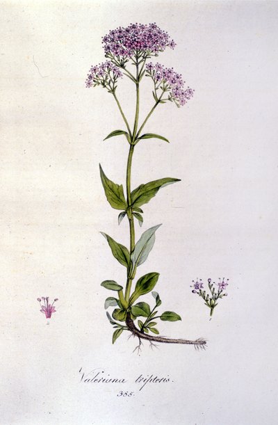 Valerian. 19th century engraving by Unknown artist