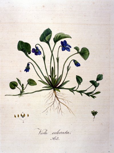 Violet by Unknown artist