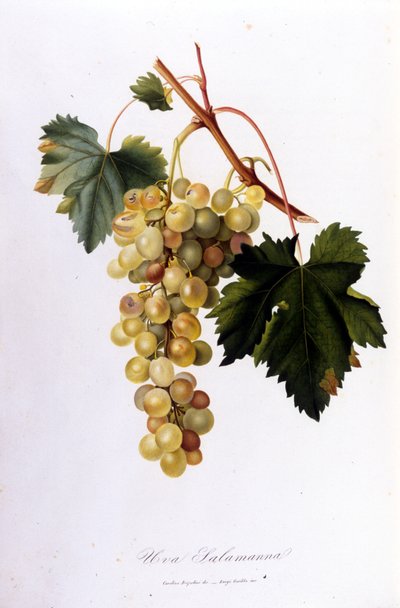 White grapes. 19th century engraving. by Unknown artist