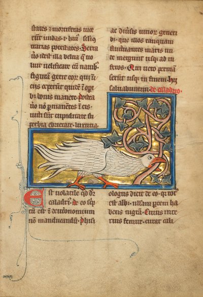 A Caladrius Bird by Unknown artist
