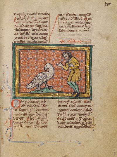 A Caladrius Bird by Unknown artist