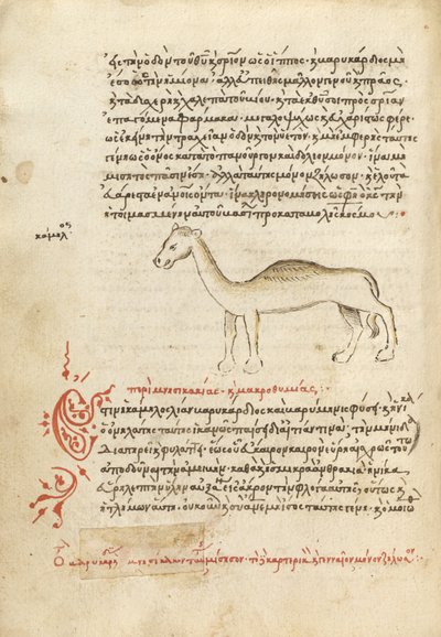 A Camel by Unknown artist