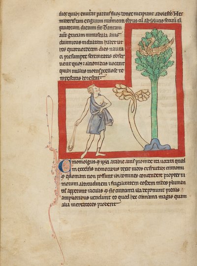 A Cinomolgus by Unknown artist