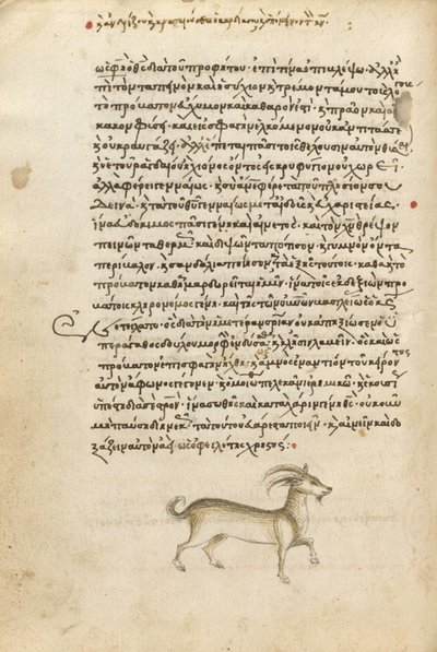 A Goat by Unknown artist