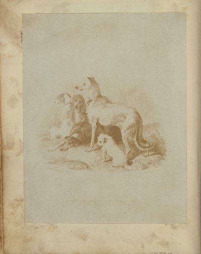 A Group of Five Dogs by Unknown artist