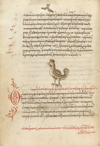 A Hen by Unknown artist