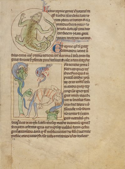 A Lizard; Salamanders by Unknown artist