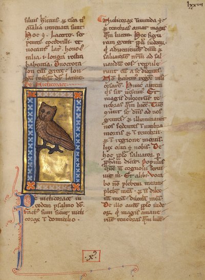A Night Heron by Unknown artist
