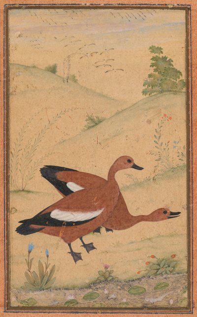 A Pair of Brahminy Ducks by Unknown artist