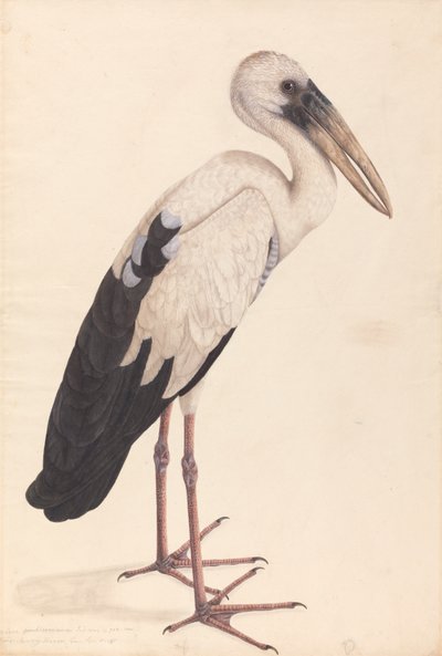 An Asian Openbill Stork (Anastomus oscitans) by Unknown artist