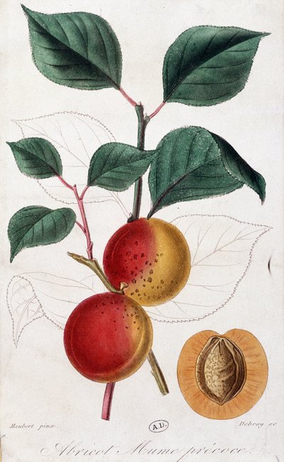 Apricot - botanical board by Unknown artist