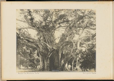 Baobab Tree, Mombassa by Unknown artist