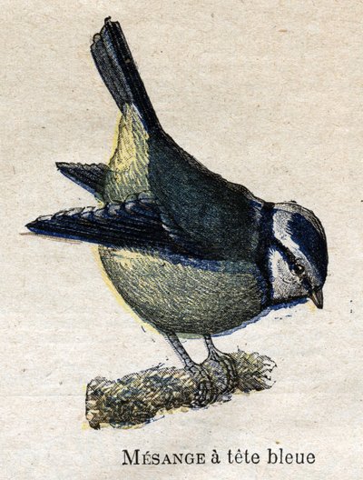 Birds Useful to Agriculture: Blue-headed Meanange by Unknown artist