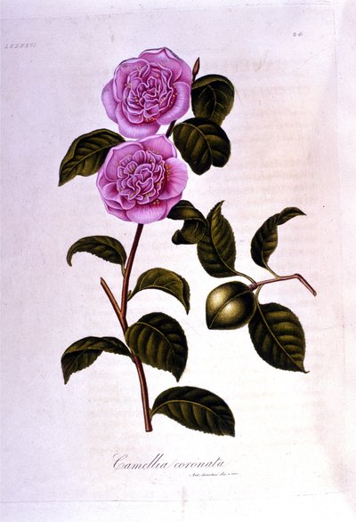 Botanical Board: Camelia. 19th Century Engraving by Unknown artist