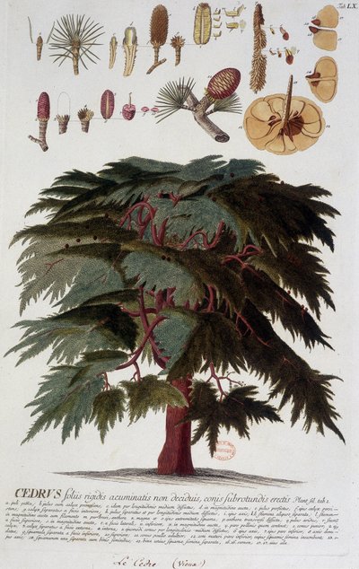 Botanical board: Cedar, 19th century by Unknown artist