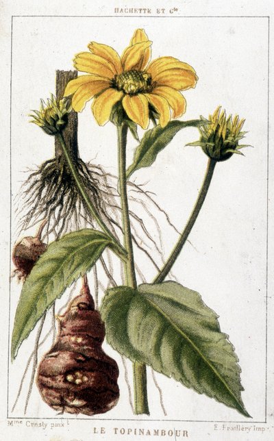 Botanical board representing a Jerusalem artichoke by Unknown artist