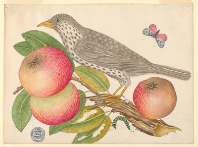 Brown Bird on Apple Branch, with Caterpillar by Unknown artist