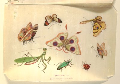 Butterflies and Other Insects by Unknown artist