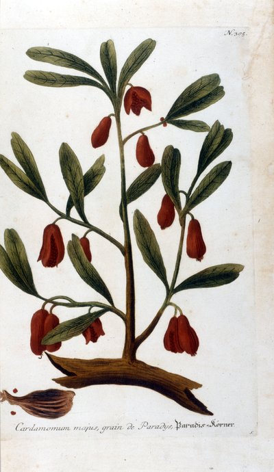 Cardamom. 18th century engraving. by Unknown artist