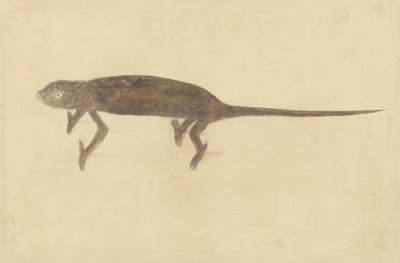Chamaeler Chamaeleon by Unknown artist