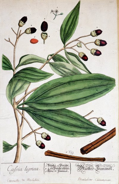 Cinnamon of Malabar (India) - botanical board by Unknown artist