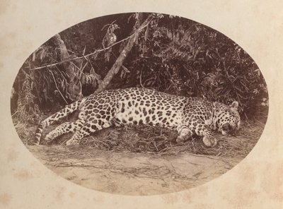 Dead Leopard by Unknown artist