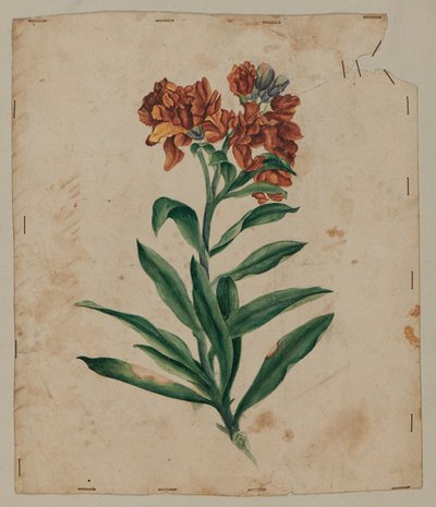Design Drawing, early 18th century by Unknown artist