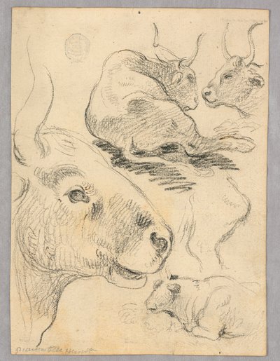 Drawing: Sketches of Cows by Unknown artist