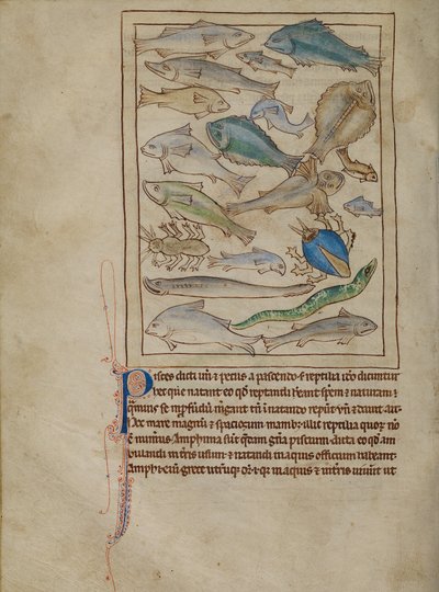 Fish and Sea Monsters by Unknown artist