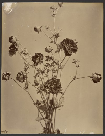 Floral Study by Unknown artist