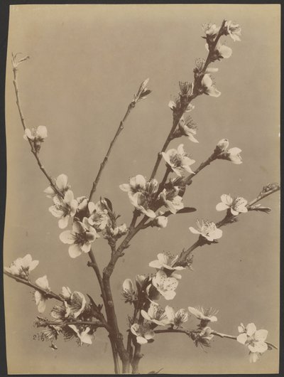 Floral Study with Small White Flowers by Unknown artist
