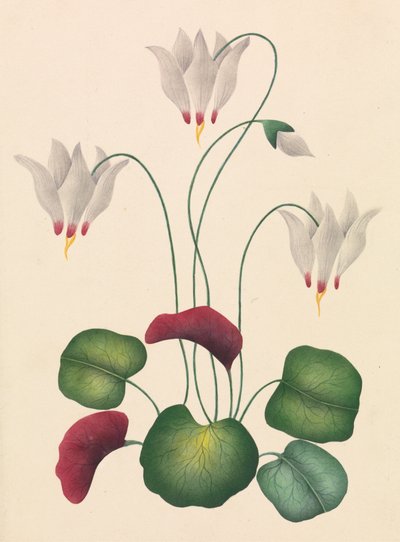 Flower with Three Blossoms by Unknown artist
