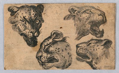 Four Studies of Leopard Heads by Unknown artist