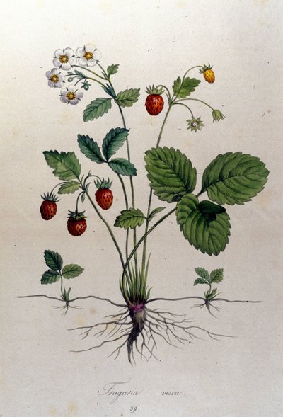 Fragaria Vesca (wild strawberry) by Unknown artist