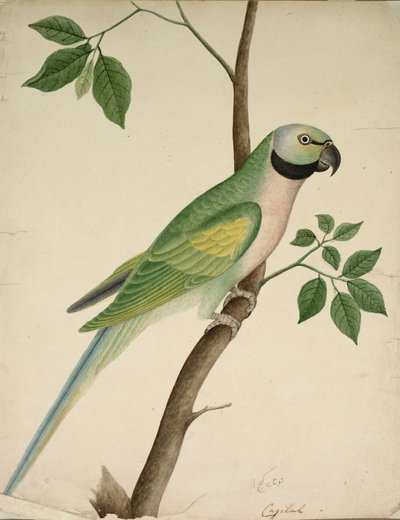 Green Parrot by Unknown artist