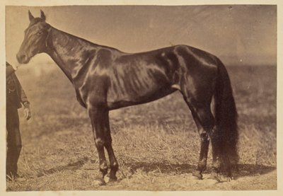 Horse in a Field by Unknown artist