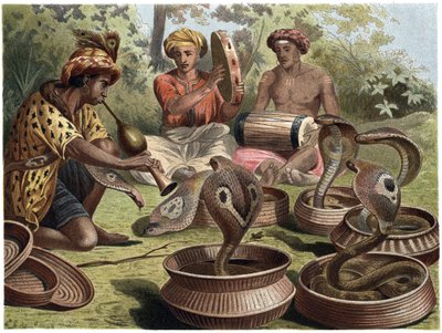Indian Cobra - The Indian Cobra by Unknown artist