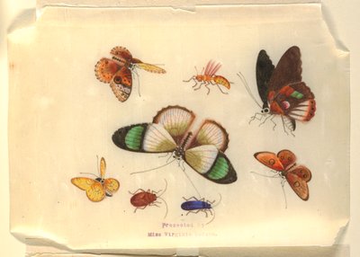 Insects by Unknown artist