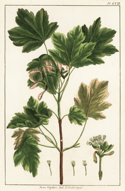 Italian maple, Acer opalus by Unknown artist