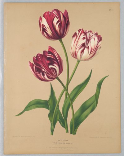 Late Tulips or Violets by Unknown artist