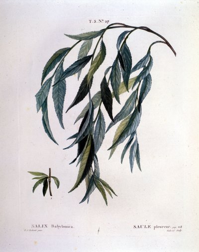 Leaf of Weeping Willow (Salix Babylonica) by Unknown artist