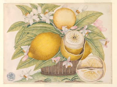 Lemons and Lemon Blossoms in a Basket by Unknown artist