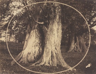 Oak Trees in a Graveyard by Unknown artist