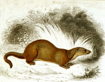 Otter - Color Engraving. 19th Century Engraving. by Unknown artist