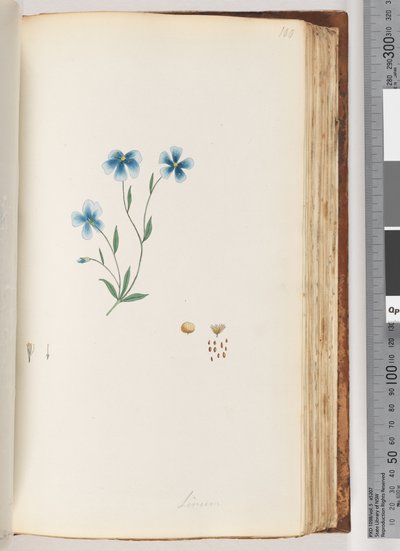 Page 100. Linum by Unknown artist