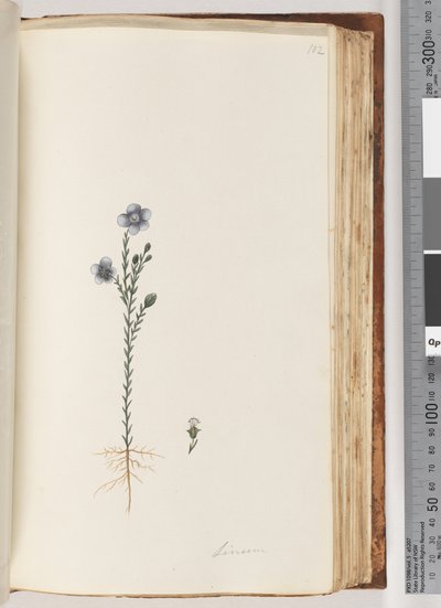 Page 102. Linum by Unknown artist