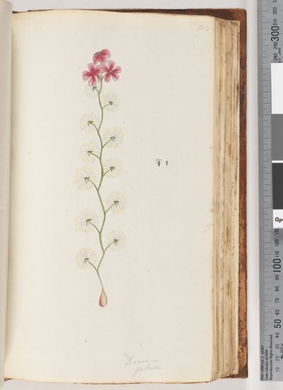 Page 103. Drosera peltata by Unknown artist
