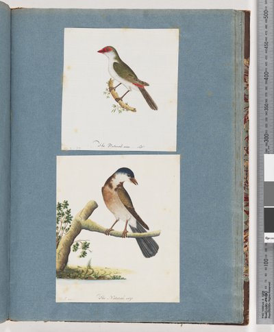 Page 105. Red-browed Finch. 106. Unidentified Bird by Unknown artist